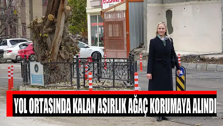 Yol ortasında kalan asırlık ağaç korumaya alındı
