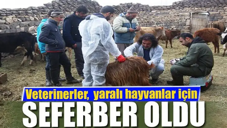 Veteriner hekimler, yaralı hayvanlar için seferber oldu
