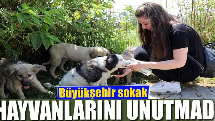 Büyükşehir sokak hayvanlarını unutmadı