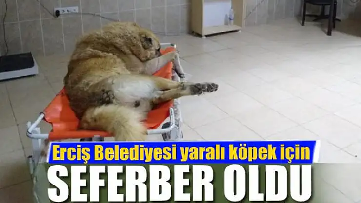 Erciş Belediyesi yaralı köpek için seferber oldu