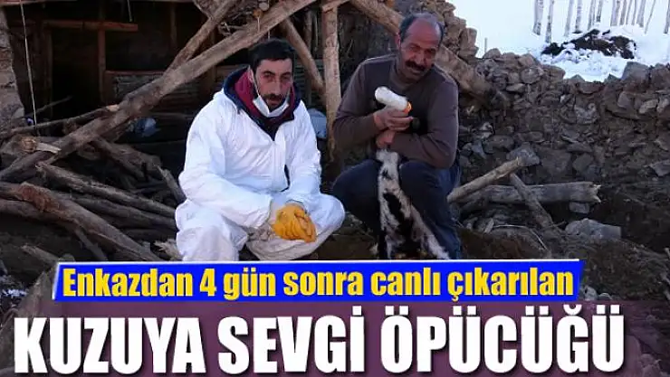 Enkazdan 4 gün sonra canlı çıkarılan kuzuya sevgi öpücüğü