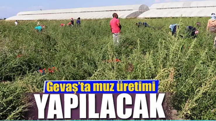 Gevaş'ta muz üretilecek