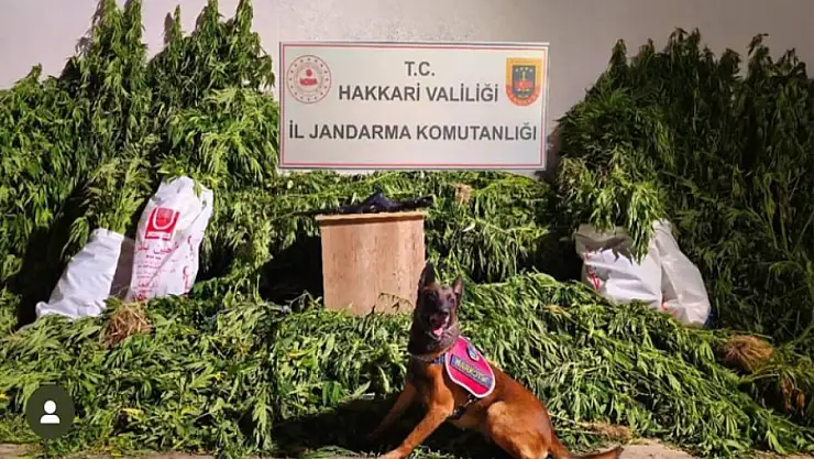 Yüksekova'da 630 kök kenevir ve 61 kilo esrar ele geçirildi