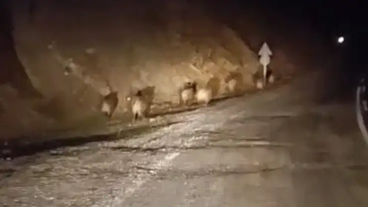 Yüksekova'da domuz sürüsü kamerada
