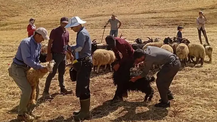 Yüksekova'da hayvan aşılama ve kimliklendirme çalışması devam ediyor