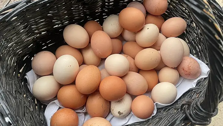 YUM-BİR: 'Yumurta fiyatlarını ABD artırıyor'