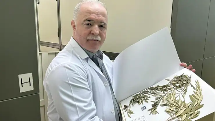 Zeytin ağacından gelen delil: Nuh'un Gemisi Cudi Dağı'nda