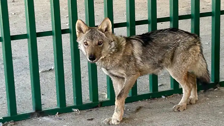 Zincire vurulmuş halde bulunan kurt rehabilite ediliyor