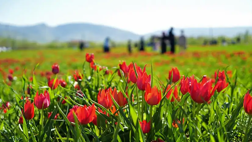 20 günlük lale devri başladı