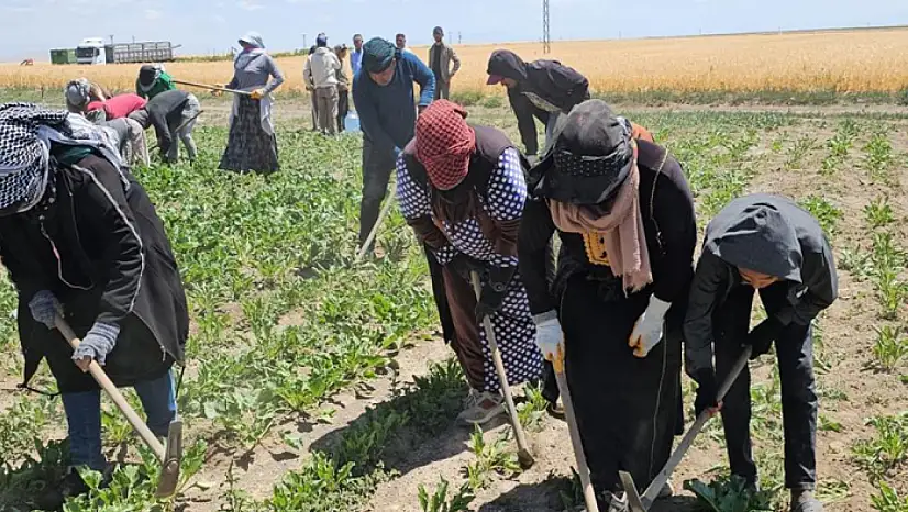 Adilcevaz'da kavurucu sıcakta ekmek mücadelesi