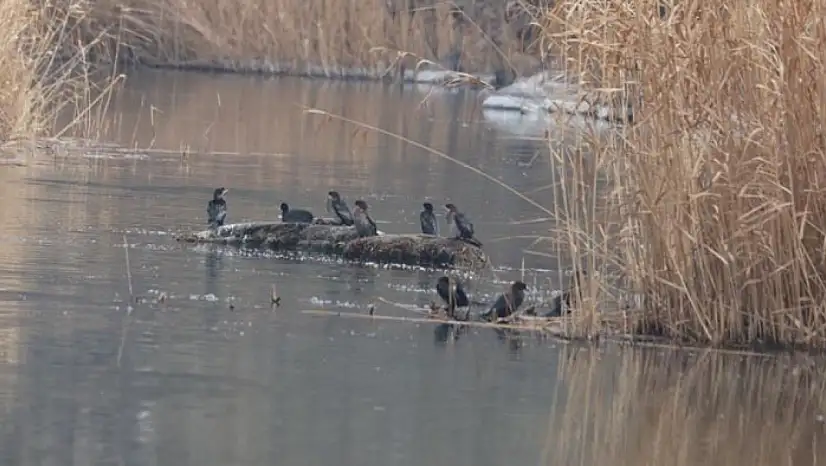 Ağrı Dağı eteklerinde kuş cenneti