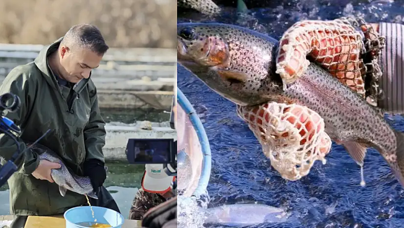 Alabalık üretiminde kaliteyi artırmaya yönelik saha çalışması