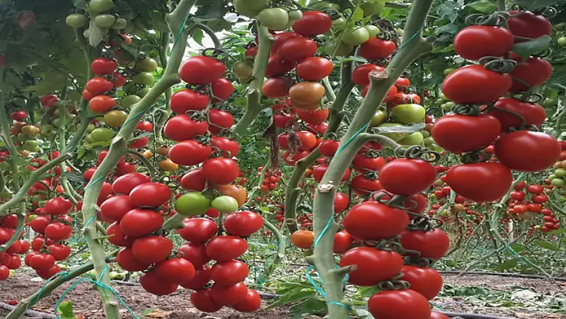 Atıl araziler üretime kazandırılıyor: Fide başvuruları başladı