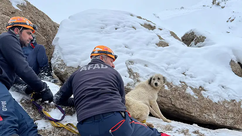 Başkale'de kayalıklarda mahsur kalan köpek kurtarıldı