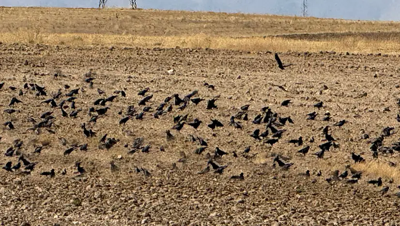 Başkale'deki çiftçilerin kargalarla başı belada