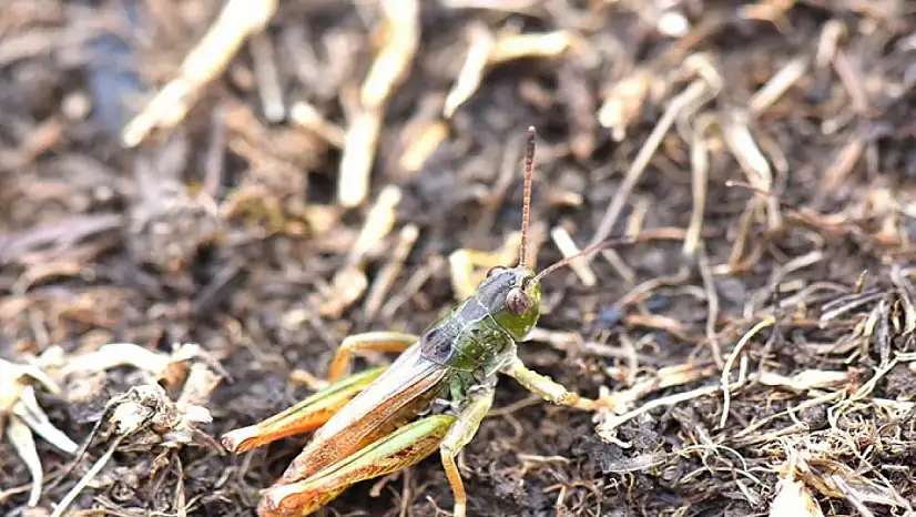Bilim insanları yeni bir çekirge cinsi keşfetti