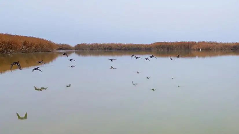 Bitlis'ten göç etmeyen kuşlar sıcak sulara sığındı