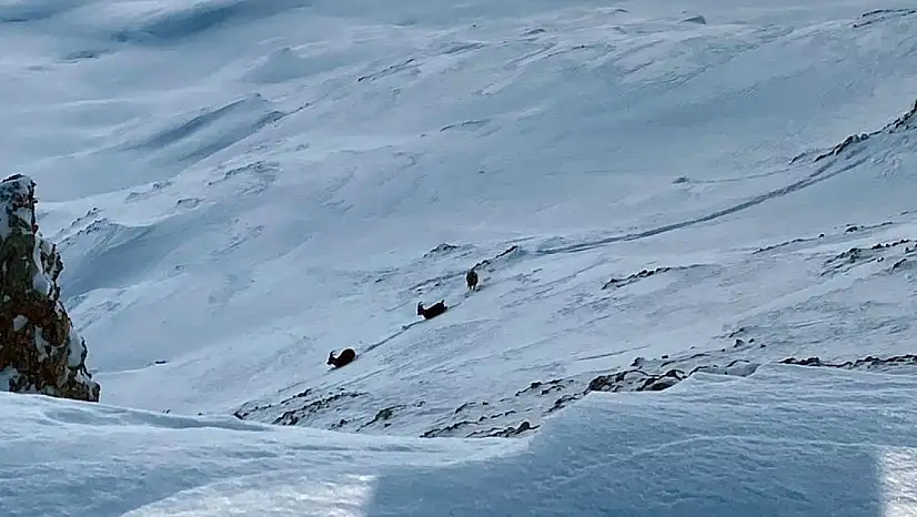 Çatak'ta dağ keçileri görüntülendi