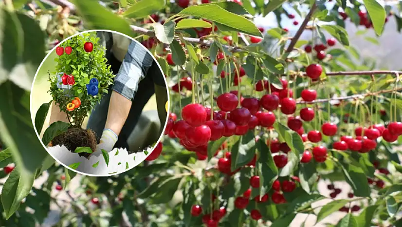 Çiftçiye büyük destek: Sertifikalı meyve fidanı 18 TL'ye dağıtılacak