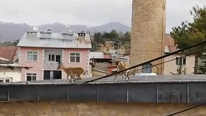 Dağ Keçileri evlerin çatısına çıktı