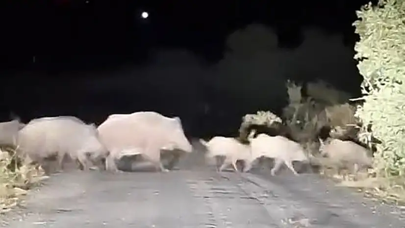 Domuz sürüsü köy yolunda görüntülendi