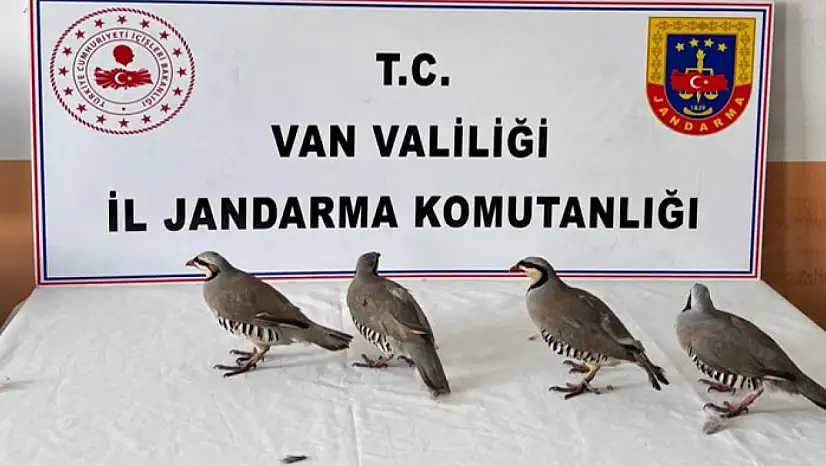 Erciş'te kaçak keklik avına geçit yok: 4 keklik ele geçirildi