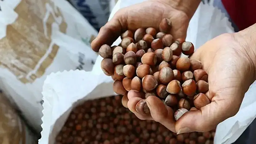 Fındık ihracatında Eylül ayında yüzde 56 düşüş