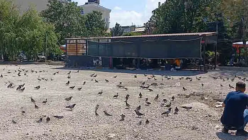 Güvercinler Ahmed-i Hani Parkı'nı mesken tuttu