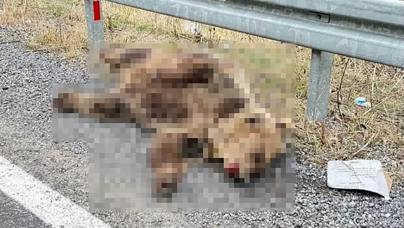 Hakkari'de aracın çarptığı ayı telef oldu