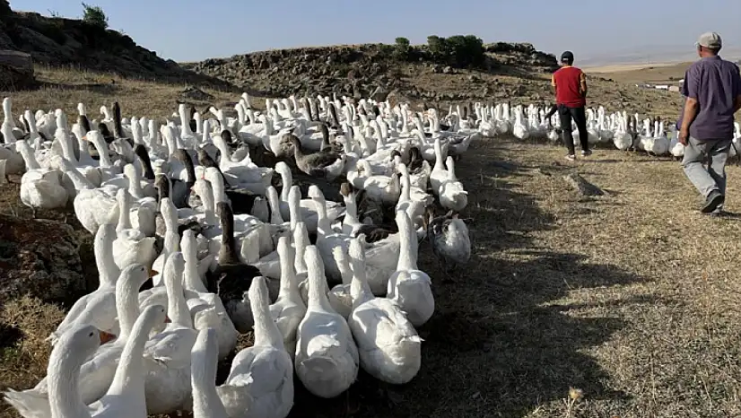 Kazlar kış sofraları için besiye alındı