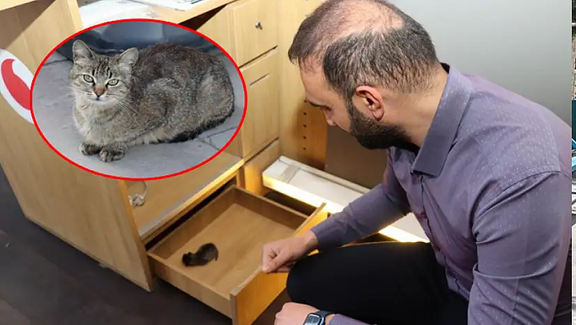 Kedi yavrusunu çekmecede doğurdu