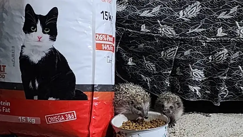 Kirpi ve yavrusu kedilere bırakılan mamaya ortak oldu