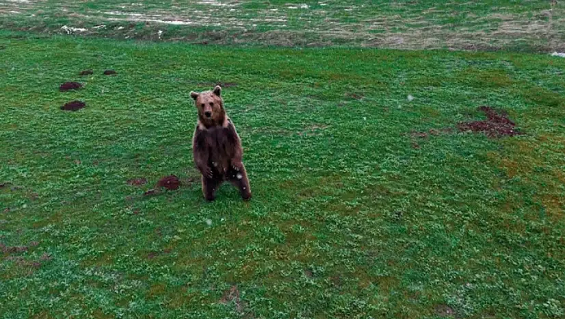 Kış uykusundan uyanan ayı görüntülendi