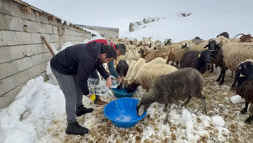 Muradiye'de hayvan yetiştiricilerine kış desteği