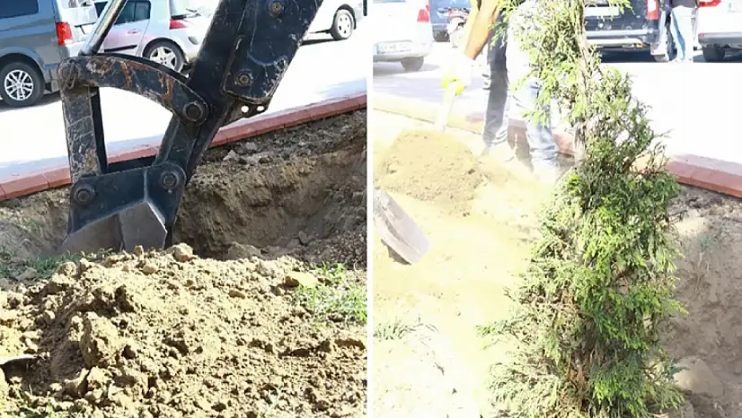 Muradiye'de kuruyan ağaçların yerine yeni fidanlar dikildi