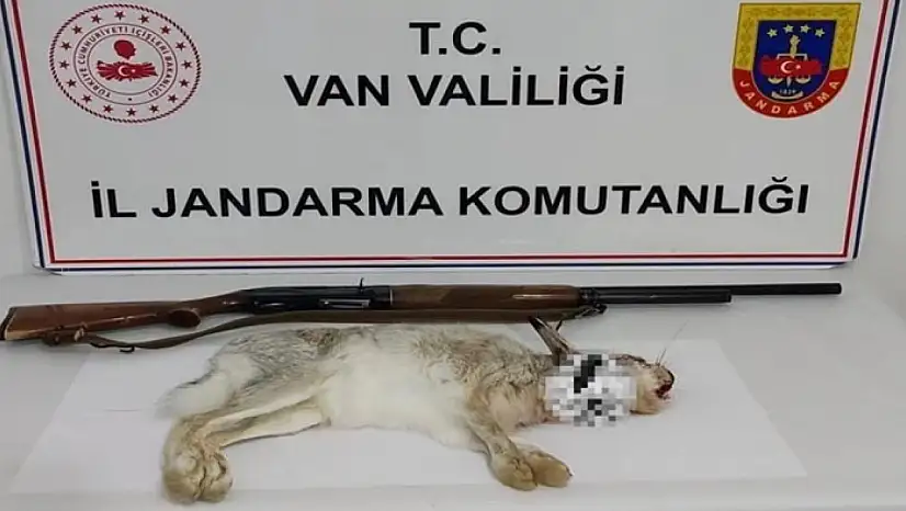 Muradiye'de yaban tavşanı avlayana para cezası