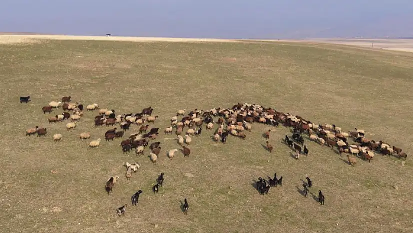 Muş'ta kar yağmayınca yem giderleri azaldı