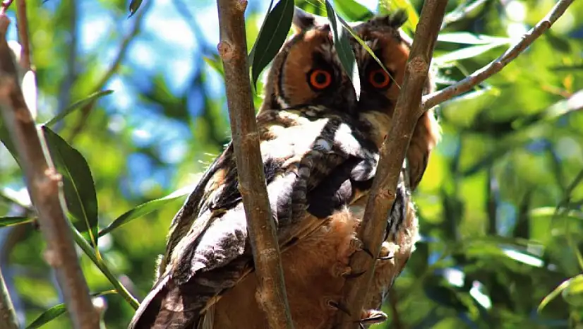 Özalp'te kulaklı orman baykuşu görüntülendi