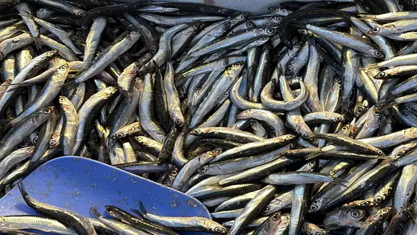 Palamut Gürcistan'a kaçınca tezgahlar hamsiyle doldu