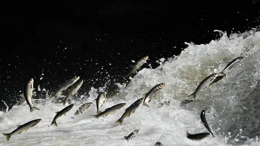 Prof. Dr. Alaeddinoğlu: İnci kefalinin nesli ciddi tehdit altında