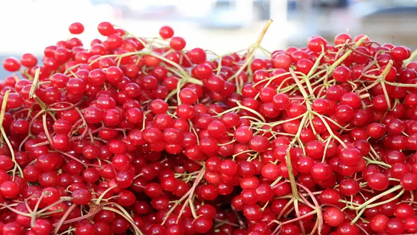 Şifa deposu gilaburuya yoğun ilgi