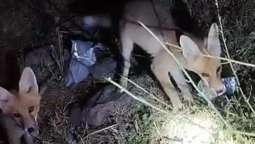 Tilki ile arıcının gülümseten anları