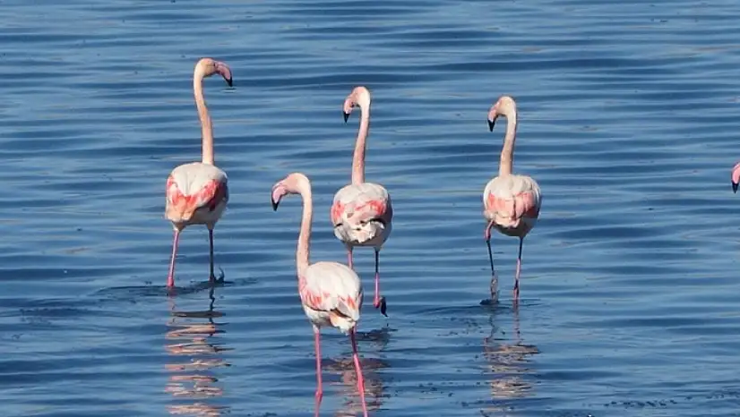 Urmiye Gölü kuruyunca flamingolar Van'a akın etti