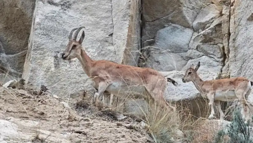 Uzundere'de dağ keçileri görüntülendi