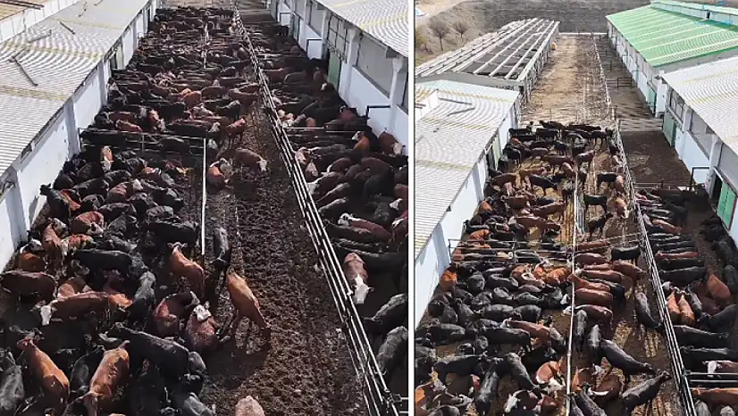 Vali Balcı: Düve Üretim Merkezi Van'a hayırlı olsun!