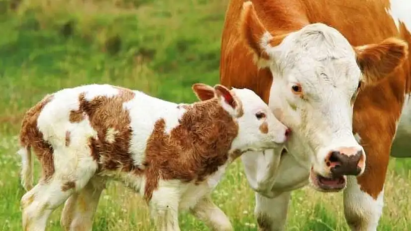 Van Bölgesi Veteriner Hekimleri Odası'ndan önemli etkinlik