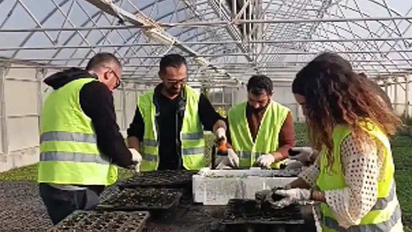 Van Büyükşehir Belediyesi, mevsimlik çiçeklerini kendi üretiyor
