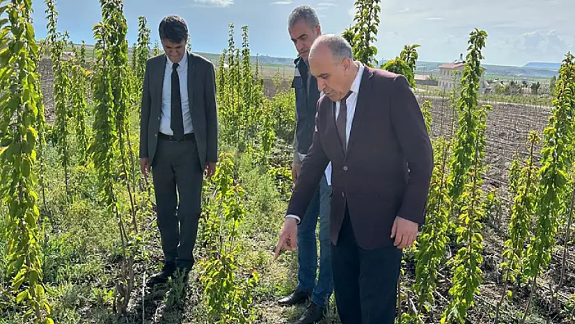 Van'da 100 bin meyve fidanı çöğürü dikildi