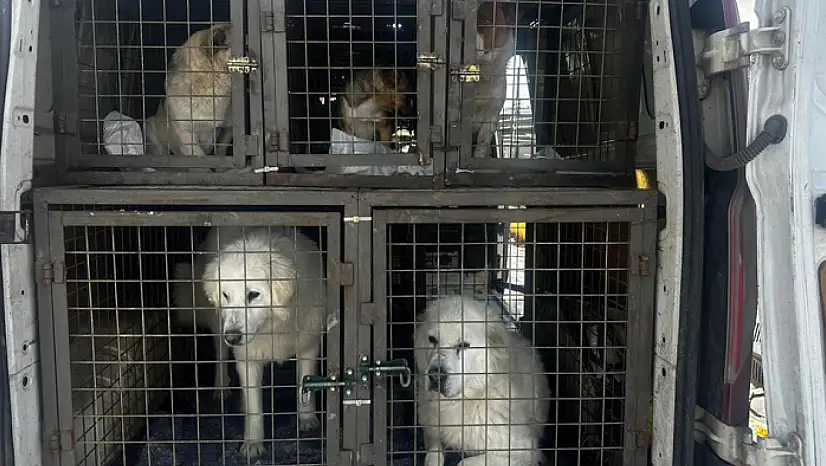 Van'da can dostları yeni yuvalarına kavuştu