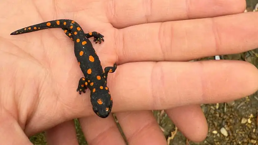Van'da nadir rastlanan benekli semender görüldü